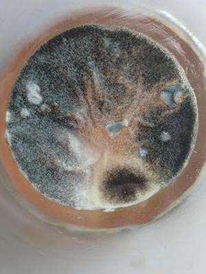 Mold Culture